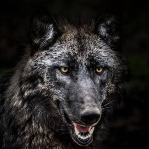 Meet your Posher, Pete